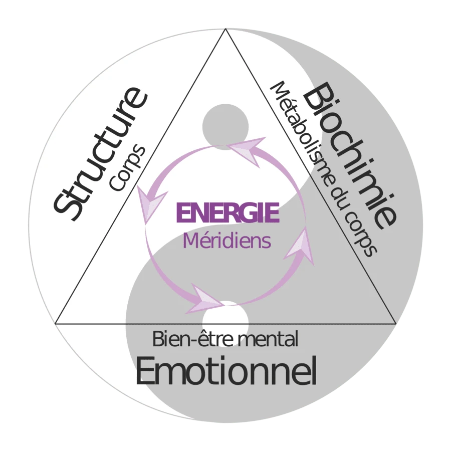 Triangle de la santé montrant l’interconnexion entre métabolisme, émotions et énergie vitale.